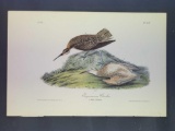 Audubon First Edition Octavo Plate No. 357 Esquimaux Curlew