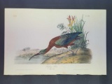 Audubon First Edition Octavo Plate No. 358 Glossy Ibis