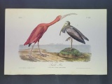 Audubon First Edition Octavo Plate No. 359 Scarlet Ibis