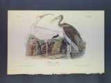 Audubon First Edition Octavo Plate No. 360 White Ibis