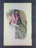 Audubon First Edition Octavo Plate No. 362 Roseate Spoonbill