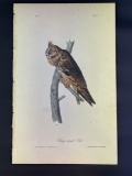 Audubon First Edition Octavo Plate No. 37 Long-eared Owl