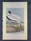 Audubon First Edition Octavo Plate No. 361 Wood Ibis