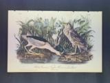 Audubon First Edition Octavo Plate No. 363 Black-Crowned Night Heron