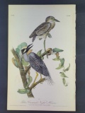 Audubon First Edition Octavo Plate No. 364 Yellow Crowned Night Heron