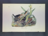 Audubon First Edition Octavo Plate No. 367 Green Heron