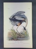Audubon First Edition Octavo Plate No. 369 Great Blue Heron