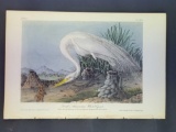 Audubon First Edition Octavo Plate No. 370 Great American White Egret