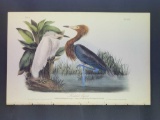 Audubon First Edition Octavo Plate No. 371 Reddish Egret