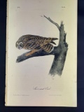 Audubon First Edition Octavo Plat No. 38 Short-Eared Owl