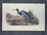 Audubon First Edition Octavo Plate No. 372 Blue Heron