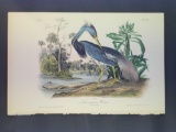 Audubon First Edition Octavo Plate No. 373 Louisiana Heron