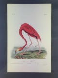 Audubon First Edition Octavo Plate No. 375 American Flamingo