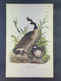 Audubon First Edition Octavo Plate No. 376 Canada Goose