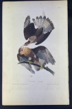 Octavo Pl. 4 Caracara Eagle