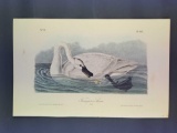 Audubon First Edition Octavo Plate No. 382 Trumpeter Swan (Adult)