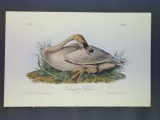 Audubon First Edition Octavo Plate No. 383 Trumpeter Swan (Young)