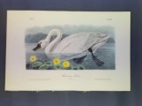 Audubon First Edition Octavo Plate No. 384 American Swan