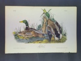 Audubon First Edition Octavo Plate No. 385 Mallard