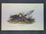 Audubon First Edition Octavo Plate No. 38 Dusky Duck