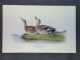 Audubon First Edition Octavo Plate No. 388 Gadwall Duck