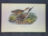 Audubon First Edition Octavo Plate No. 390 Pintail Duck
