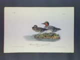 Audubon First Edition Octavo Plate No. 392 American Greed-winged Teal