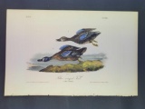 Audubon First Edition Octavo Plate No. 393 Blue-winged Teal