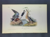 Audubon First Edition Octavo Plate No. 394 Shoveller Duck