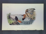 Audubon First Edition Octavo Plate No. 395 Canvass-Back Duck