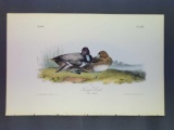 Audubon First Edition Octavo Plate No. 397 Scaup Duck