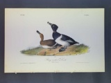 Audubon First Edition Octavo Plate No. 398 Ring-necked Duck