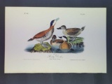 Audubon First Edition Octavo Plate No. 399 Ruddy Duck