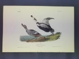 Audubon First Edition Octavo Plate No. 400 Pied Duck