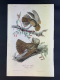 Audubon First Edition Octavo Plate No. 41 Chuck-Will's Widow