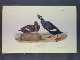 Audubon First Edition Octavo Plate No. 401 Velvet Duck