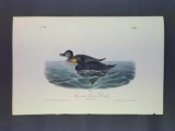 Audubon First Edition Octavo Plate No. 403 American Scoter Duck