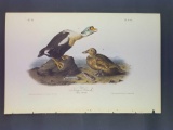 Audubon First Edition Octavo Plate No. 404 Ring Duck