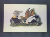 Audubon First Edition Octavo Plate No. 405 Eider Duck