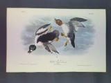 Audubon First Edition Octavo Plate No. 406 Golden Eye Duck