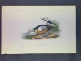 Audubon First Edition Octavo Plate No. 407 Western Duck