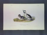 Audubon First Edition Octavo Plate No. 408 Buffet Headed Duck