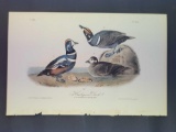 Audubon First Edition Octavo Plate No. 409 Harlequin Duck