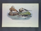 Audubon First Edition Octavo Plate No. 410 Long-tailed Duck