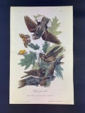 Audubon First Edition Octavo Plate No. 42 Whip-poor-will