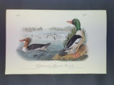Audubon First Edition Octavo Plate No. 411 Buff-breasted Merganser-Goosander