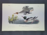 Audubon First Edition Octavo Plate No. 412 Red-breasted Merganser