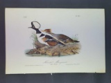 Audubon First Edition Octavo Plate No. 413 Hooded Merganser