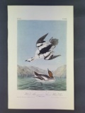Audubon First Edition Octavo Plate No. 414 White Merganser Smew White hen