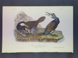 Audubon First Edition Octavo Plate No. 415 Common Cormorant